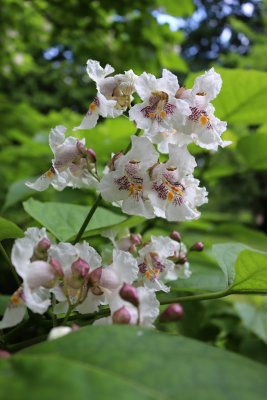 Catalpa bignoides - katalpa trubačovitá - květ 3